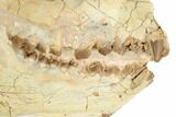 Fossil Oreodont (Merycoidodon) Skull - South Dakota #192528-4